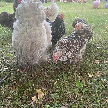 Miss Cocotte Champêtre Gesves